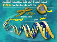 البصمة الوراثية للإنسان